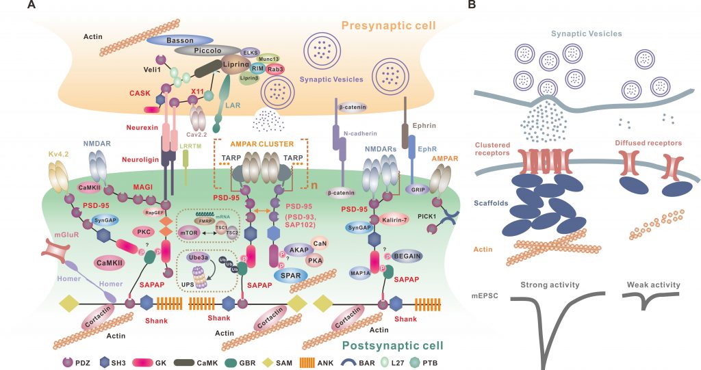 Mingjie ZHANG The Division of Life Science at HKUST