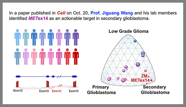 The Wang Genomic Laboratory Has Uncovered The First Comprehensive ...