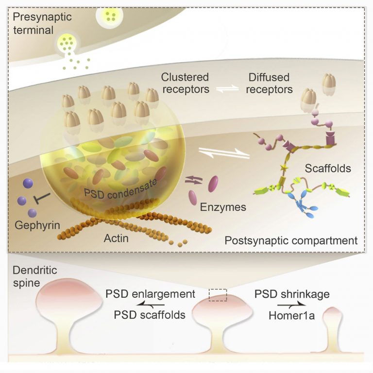 Prof. Mingjie Zhang and his team’s research in “Best of Cell 2018” The Division of Life
